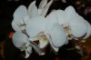 Orchideen-Schau-120331-DSC_0032.JPG