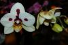 Orchideen-Schau-120331-DSC_0033.JPG