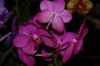 Orchideen-Schau-120331-DSC_0036.JPG