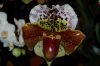 Orchideen-Schau-120331-DSC_0039.JPG