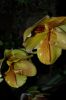 Orchideen-Schau-120331-DSC_0047.JPG