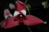 Orchideen-Schau-120331-DSC_0048.JPG