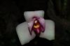 Orchideen-Schau-120331-DSC_0049.JPG