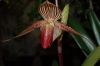 Orchideen-Schau-120331-DSC_0055.JPG