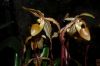 Orchideen-Schau-120331-DSC_0058.JPG