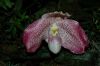 Orchideen-Schau-120331-DSC_0059.JPG