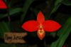 Orchideen-Schau-120331-DSC_0060.JPG