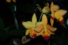 Orchideen-Schau-120331-DSC_0067.JPG