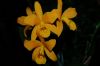 Orchideen-Schau-120331-DSC_0071.JPG