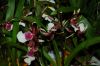 Orchideen-Schau-120331-DSC_0073.JPG