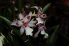 Orchideen-Schau-120331-DSC_0074.JPG