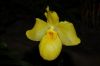 Orchideen-Schau-120331-DSC_0075.JPG