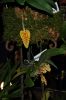 Orchideen-Schau-120331-DSC_0085.JPG