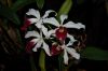 Orchideen-Schau-120331-DSC_0093.JPG