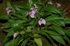 Orchideen-Schau-120331-DSC_0101.JPG