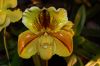 Orchideen-Schau-120331-DSC_0144.JPG