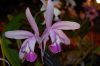 Orchideen-Schau-120331-DSC_0146.JPG