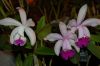Orchideen-Schau-120331-DSC_0147.JPG