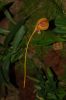 Orchideen-Schau-120331-DSC_0158.JPG