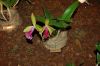 Orchideen-Schau-120331-DSC_0171.JPG