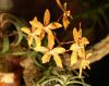 Orchideen-Schau-120331-DSC_0180.JPG