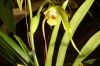 Orchideen-Schau-120331-DSC_0189.JPG