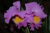 Orchideen-Schau-120331-DSC_0224.JPG