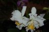Orchideen-Schau-120331-DSC_0227.JPG