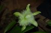 Orchideen-Schau-120331-DSC_0230.JPG
