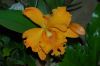 Orchideen-Schau-120331-DSC_0264.JPG