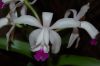 Orchideen-Schau-120331-DSC_0269.JPG