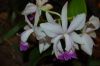 Orchideen-Schau-120331-DSC_0329.JPG