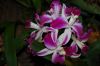 Orchideen-Schau-120331-DSC_0331.JPG