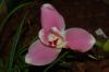 Orchideen-Schau-120331-DSC_0343.JPG
