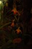 Orchideen-Schau-120331-DSC_0357.JPG