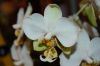 Orchideen-Schau-120331-DSC_0374.JPG