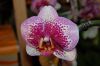 Orchideen-Schau-120331-DSC_0381.JPG