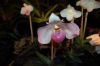 Orchideen-Schau-120331-DSC_0392.JPG