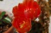 Kaktus-Opuntie-090502-DSC_0181.JPG